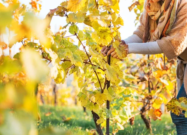 Närbild på ung kvinna i vingården vårdar buskar — Stockfoto