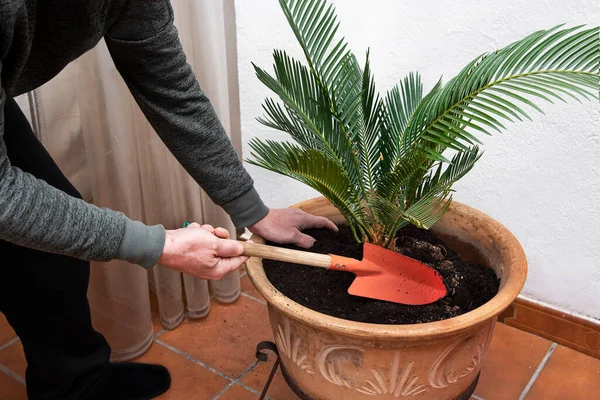 Closeup of a man replanting a green palm tree to a beautiful clay pot. Gardening concept