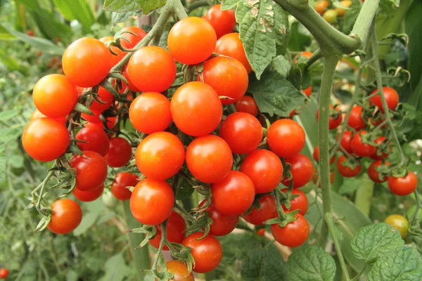 Tomates cherry madurando . Imagen De Stock