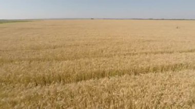Arpa alan havadan - Önden Görünüm görüntülendi, yavaş ileri, düşük irtifa hareket, hız, yükseklik Hd ve yavaş yavaş artan sonunda