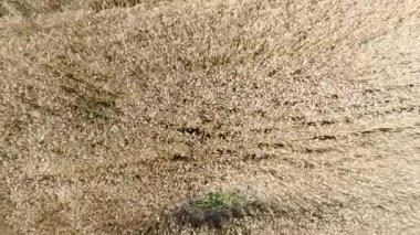 Arpa alan havadan - alt görünümü, ileri, düşük irtifa, daha yüksek hız Hd hareket görüntülendi