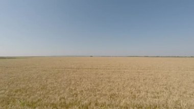 Arpa alan havadan - Önden Görünüm, geri, düşük irtifa, yavaş ama artan hız Hd hareket görüntülendi