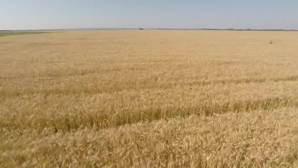 Campo d'orzo visto dall'aria - vista frontale, movimento in avanti, bassa quota, velocità lenta, alla fine lentamente aumentando l'altitudine HD — Video Stock