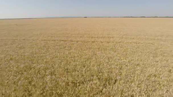 Korn fältet sedd från luften - framifrån, flytta bakåt, låg höjd, mer fart Hd — Stockvideo