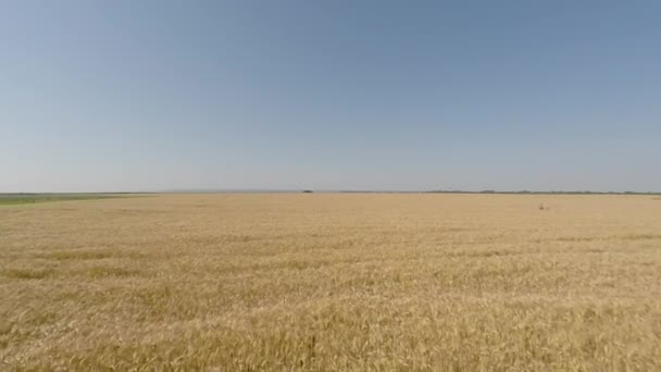 Campo d'orzo visto dall'aria - vista frontale, movimento in avanti, bassa quota, lenta ma crescente velocità HD — Video Stock