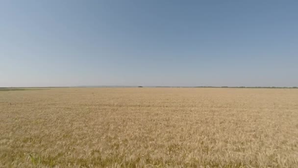 Champ d'orge vu de l'air - vue de face, reculant, basse altitude, vitesse lente mais croissante HD 