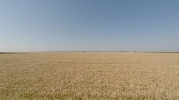 Campo de cevada visto do ar vista frontal, movendo-se para trás, baixa altitude, lento, mas aumentando a velocidade HD — Vídeo de Stock