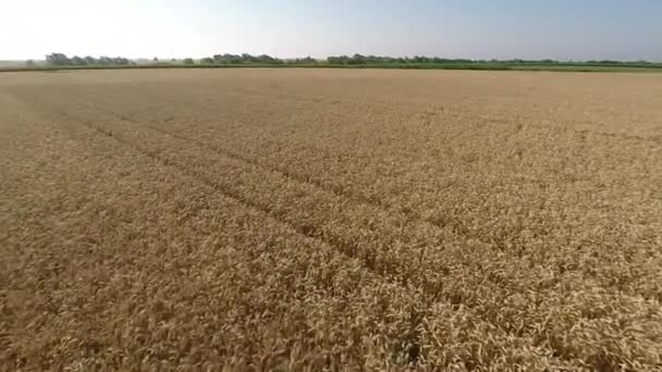 Пшеничное поле с воздуха - вид спереди, движение вперед, малая высота, медленная скорость HD — стоковое видео