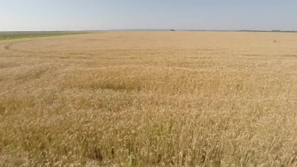 エア - 正面からみた麦畑、右より高い高度への移動、低速度 Hd — ストック動画