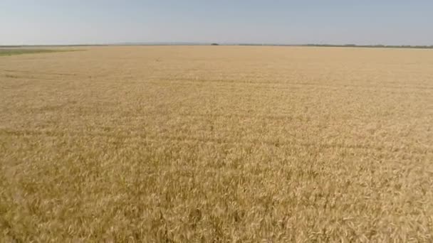 Barley Field viewed from air - front view, moving forward, higher altitude, greater speed HD — Stock Video