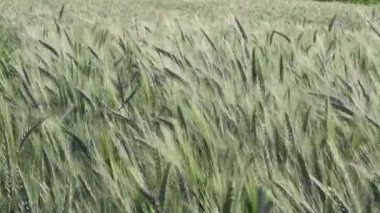Yeşil arpa alan güçlü Rüzgar, Steady Shot, doğa arka plan sağlık kavramı Hd tarafından okşadı