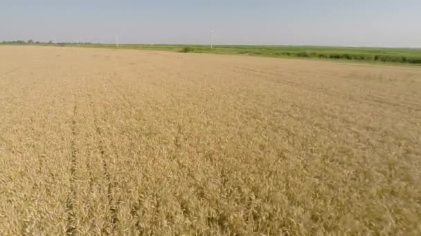 Korn fältet sedd från luften - framifrån, flyttar till höger, låg höjd, låg hastighet Hd — Stockvideo