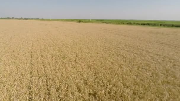 Campo d'orzo visto dall'aria - vista frontale, spostandosi a destra, bassa altitudine, bassa velocità HD — Video Stock