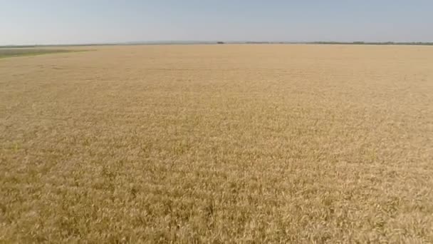 Campo de cebada visto desde el aire - vista frontal, avanzar, mayor altitud, más velocidad HD — Vídeo de stock