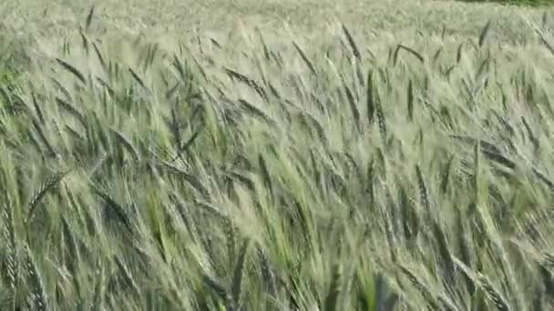 Green Barley Field Fortemente accarezzato dal vento, Colpo costante, Natura Concetto di salute di sfondo HD — Video Stock