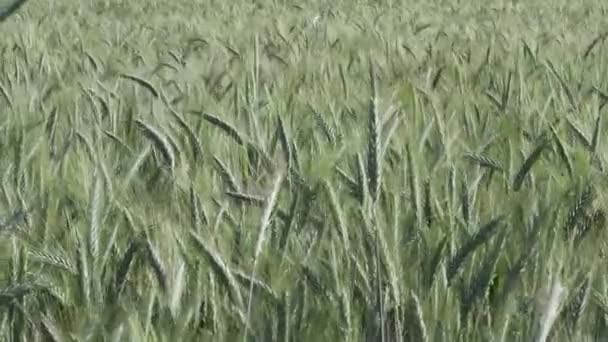 Grünes Gerstenfeld wird vom Wind gestreichelt, stetiger Schuss, Natur Hintergrund Gesundheitskonzept hd — Stockvideo