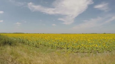 Hava 4k ayçiçeği alan parlak, güneşli sabah havadan görüntülendi parçalı bulutlu - mavi gökyüzü ile düşük irtifa, geriye doğru meşgul arılar etrafında uçan ile ot üzerinde hareket