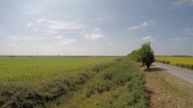 Hava 4k ayçiçeği alan parlak, güneşli sabah, mavi gökyüzü parçalı bulutlu - yolun bir kenara ile meşgul arılar etrafında uçan uçan ile havadan görüntülendi