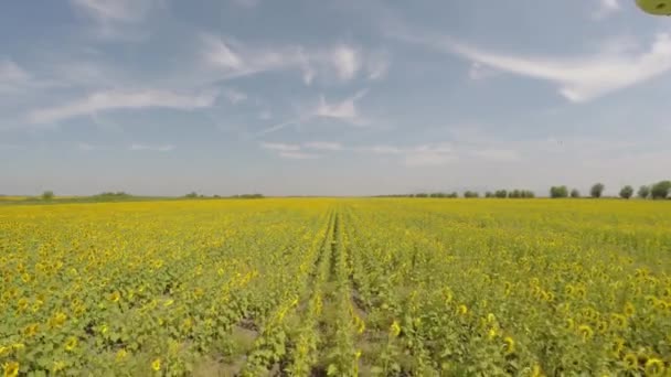 Champ aérien de tournesol 4K vu de l'air le matin soleil - basse altitude, volant vers l'avant le long de la rangée, puis tournant à droite 90 degrés vol continu, vitesse normale, avec des abeilles occupées volant autour 