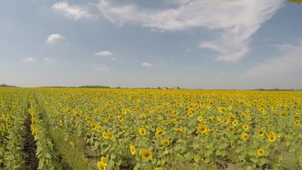 Antenne 4k Sonnenblumenfeld aus der Luft betrachtet am hellen, sonnigen Morgen, mit blauem Himmel mit verstreuten Wolken - niedrige Höhe, die sich diagonal über Reihen mit umherfliegenden fleißigen Bienen bewegt — Stockvideo