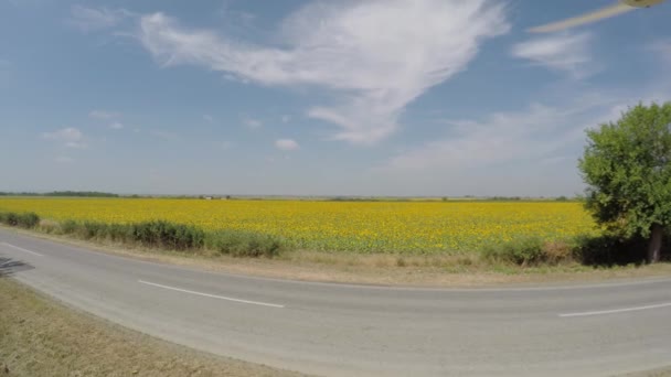 空中 4 k のひまわり畑は、明るい、日当たりの良い朝、忙しい蜂が飛び交って、ひまわり畑への道の上を飛んで - 散在の雲と青空の空気から見た — ストック動画