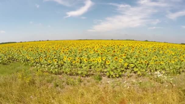 Antenne 4k Sonnenblumenfeld aus der Luft in der Morgensonne gesehen, kräftige Farben, mehr Kontrast - Blick unter den Horizont, Bewegung nach links neben dem Feld, geringe Flughöhe, normale Geschwindigkeit — Stockvideo