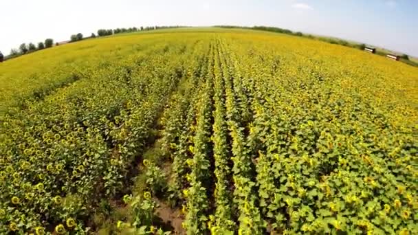 Antenne 4k Sonnenblumenfeld aus der Luft in der Morgensonne gesehen - Blick unter den Horizont, rückwärts nach links, diagonal über das Feld, geringe Flughöhe, normale Geschwindigkeit — Stockvideo