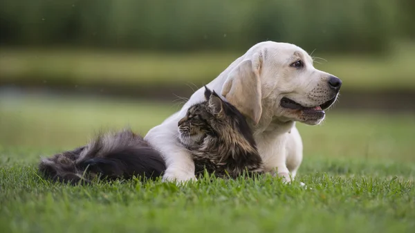 Dueño gato perro — Foto de Stock