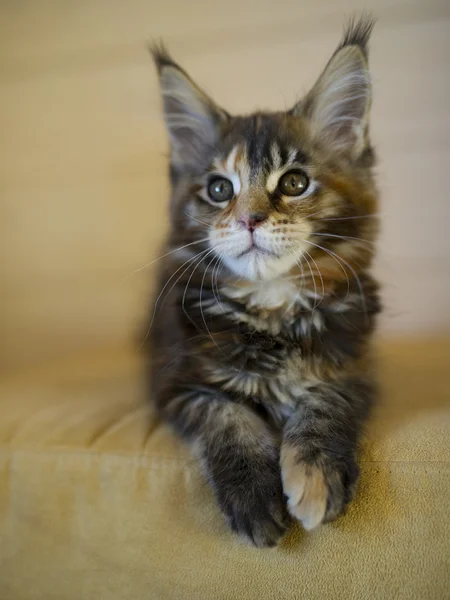 Maine coon kitten schildpad tabby — Stockfoto