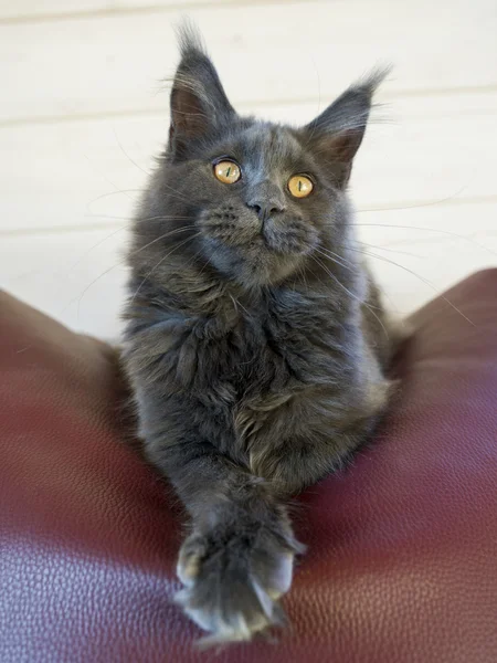 Maine Coon Kätzchen — Stockfoto