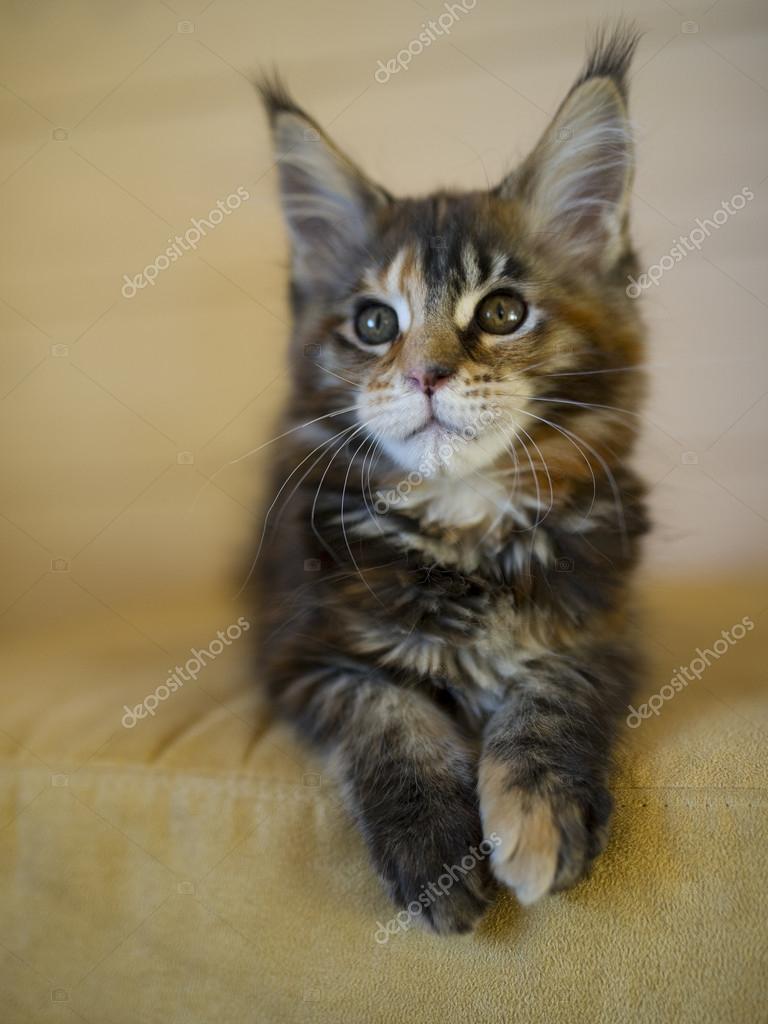 Maine Coon Kitten Turtle Tabby Stock Photo By C Okeanas Maine Coon Kitten Turtle Tabby Stock Photo By C Okeanas