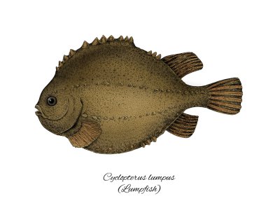 Lumpfish. Renkli mürekkep tarzı balık koleksiyonu