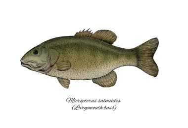 Çipura bas. Renkli mürekkep tarzı balık koleksiyonu