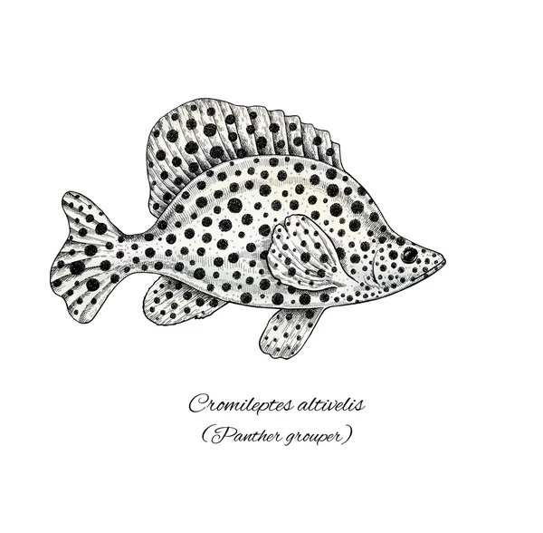 Panther Grouper. Colorida colección de peces estilo tinta —  Fotos de Stock