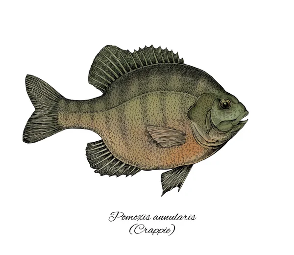 Crappie. Colorida colección de peces estilo tinta — Foto de Stock