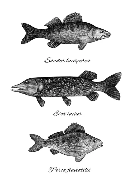 Coleção de peixes estilo tinta preta e branca. Poleiro, lúcio e zande — Fotografia de Stock