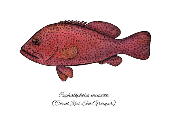 Koral czerwony morze Grouper. Atrament kolorowy styl kolekcji ryb — Zdjęcie stockowe