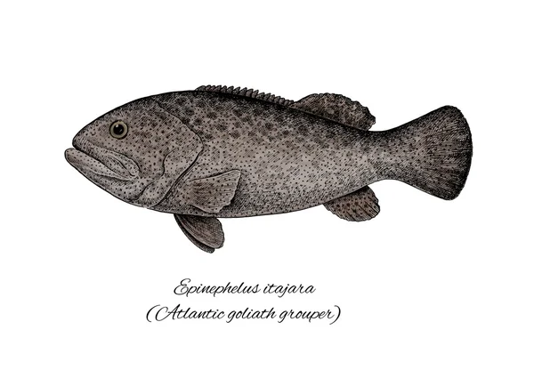 Grouper Goliath. Färgglada pennanteckningsinsamling stil fisk — Stockfoto