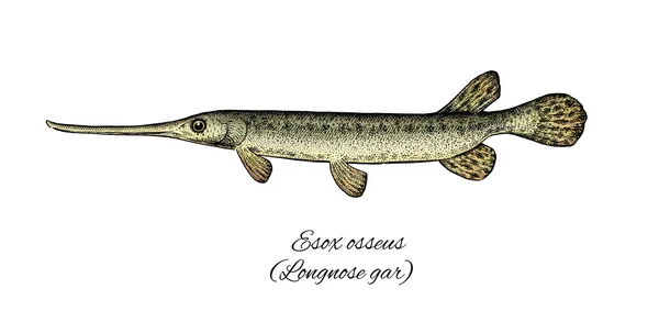 Longnose Gar. Coleção de peixes estilo tinta colorida — Fotografia de Stock