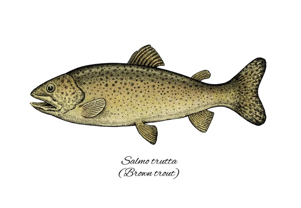 Kahverengi alabalık. Renkli mürekkep tarzı balık koleksiyonu — Stok fotoğraf