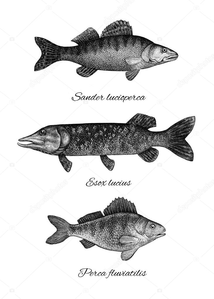 Black and white ink style fish collection. Perch, pike and zande