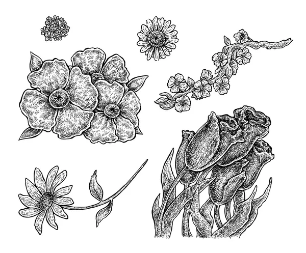 Set de flores de tinta dibujadas a mano — Vector de stock