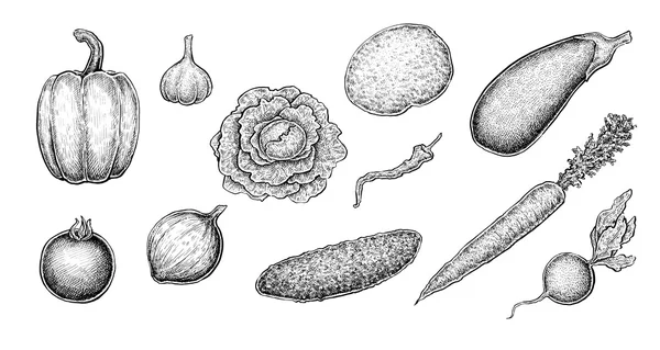 Set de tinta dibujada a mano bocetos en blanco y negro de verduras — Archivo Imágenes Vectoriales