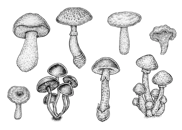 Coleção de cogumelos desenhados à mão em preto e branco . —  Vetores de Stock