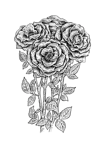 Hermosa tinta dibujada a mano rosas blancas y negras . — Vector de stock
