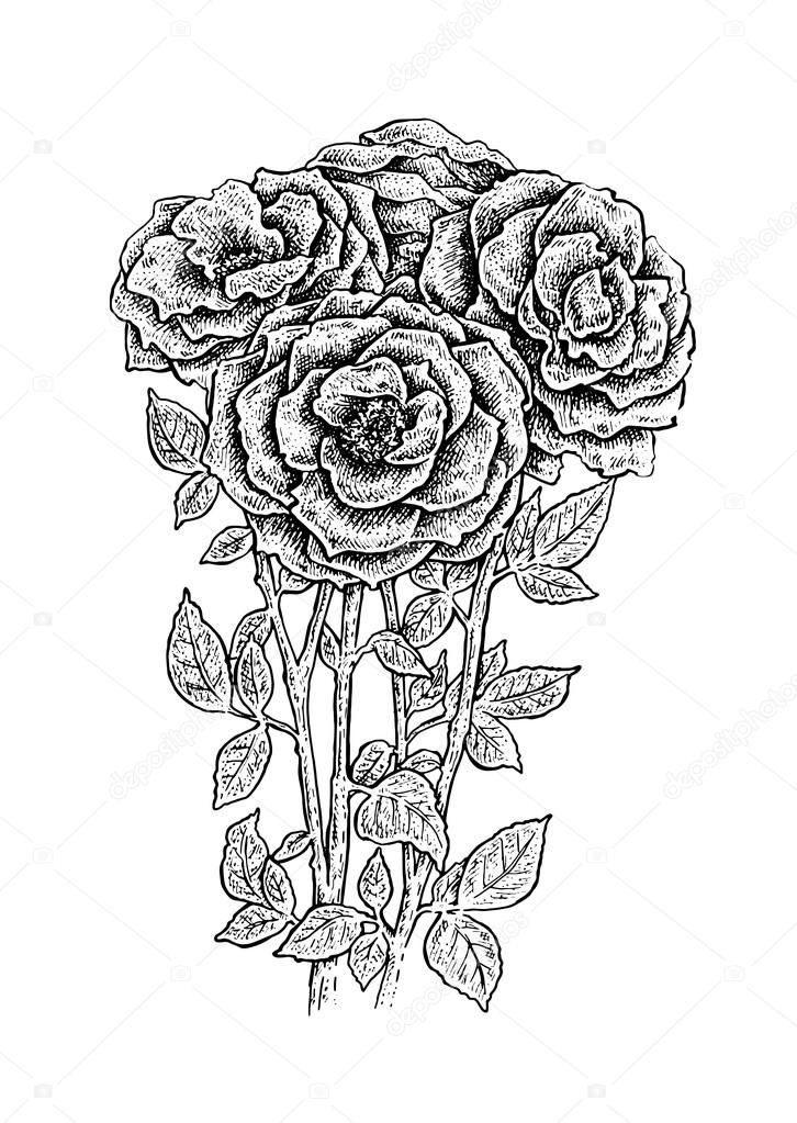 Beautiful ink hand drawn black and white roses.