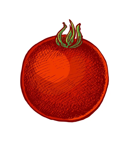 Mão desenhado estilo esboçado tomate colorido . — Vetor de Stock