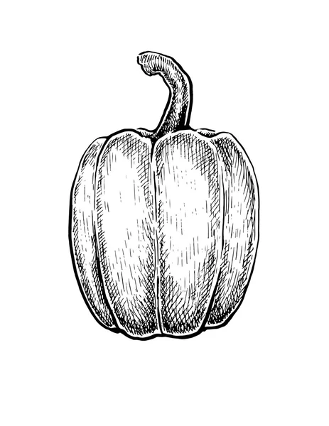 Boceto dibujado a mano en blanco y negro de un pimiento . — Vector de stock