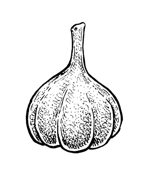 Tangan hitam dan putih digambar sketsa bawang putih. Vector illustrati - Stok Vektor