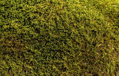 Taze yeşil yosun ile taş